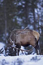 Elk Yellowstone 